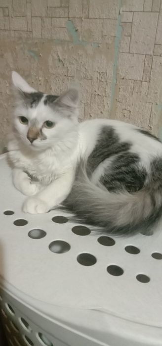 Котенок девочка бесплатно. Кошка. Котята даром. Кошечка.