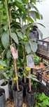 Vendo plantas abacate e mangas