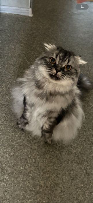 Хайленд фолд,британець