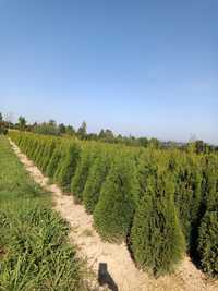 PROMOCJA TUJA Szmaragd 100-120 cm thuja smaragd