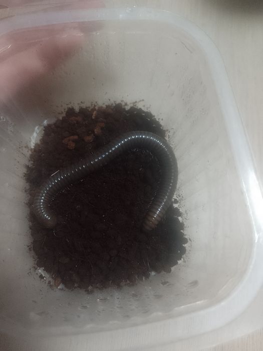 Więc olbrzymi na sprzedaż