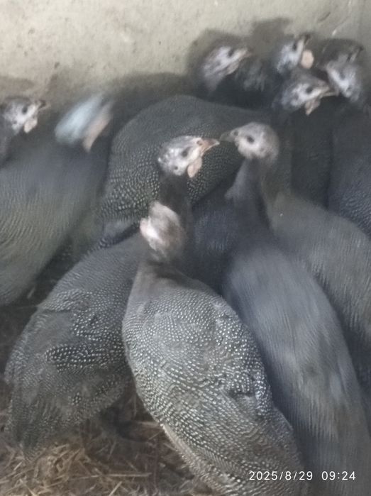 Śliczne perliczki brojlerowskie
