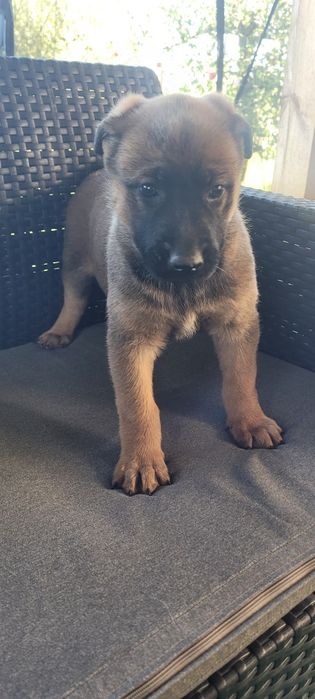 Owczarek belgijski malinois