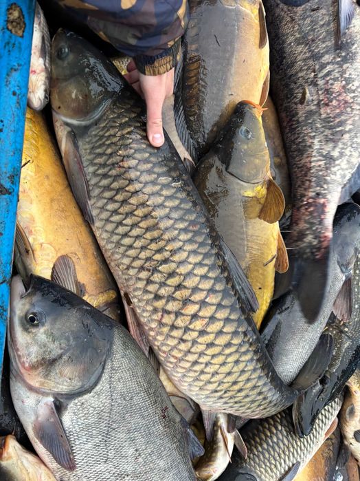 RYBY - karpie amury tołpygi szczupaki