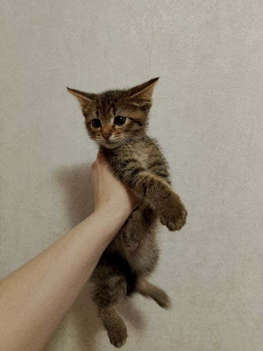 ВІДДАМ В ДОБРІ РУКИ двох маленьких кошенят !!!