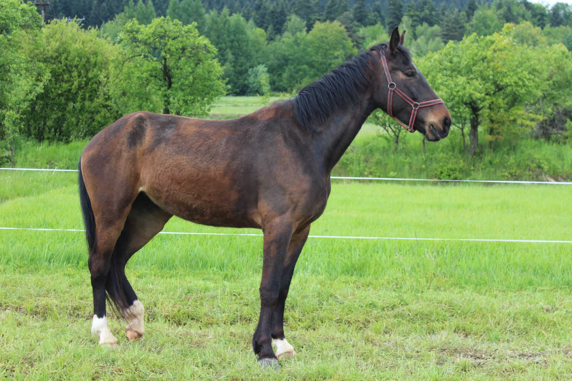 Klacz SP, koń szlachetny półkrwi, 2019, paszport, wpis do księgi