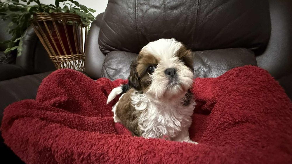 Shih tzu z rodowodem dziewczynka