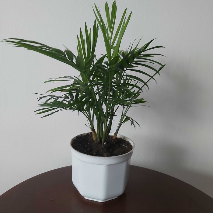 Palma wysokość 37 cm.