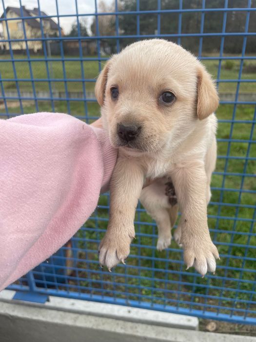 Oddam suczki w dobre ręce