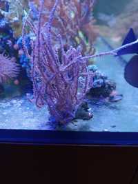 Pseudogorgonia akwarium morskie