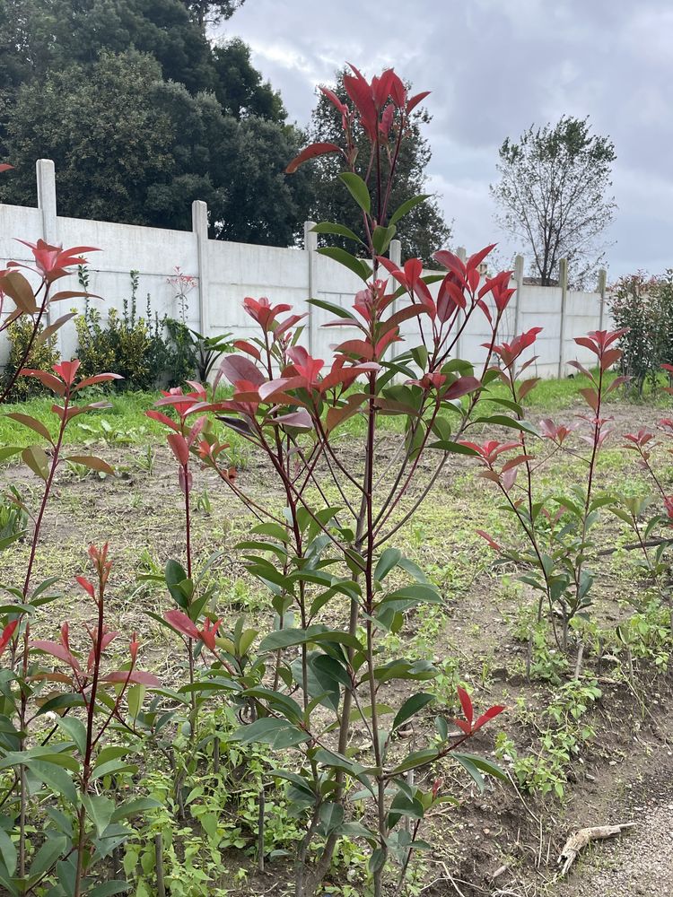 Lauros e Fontinias