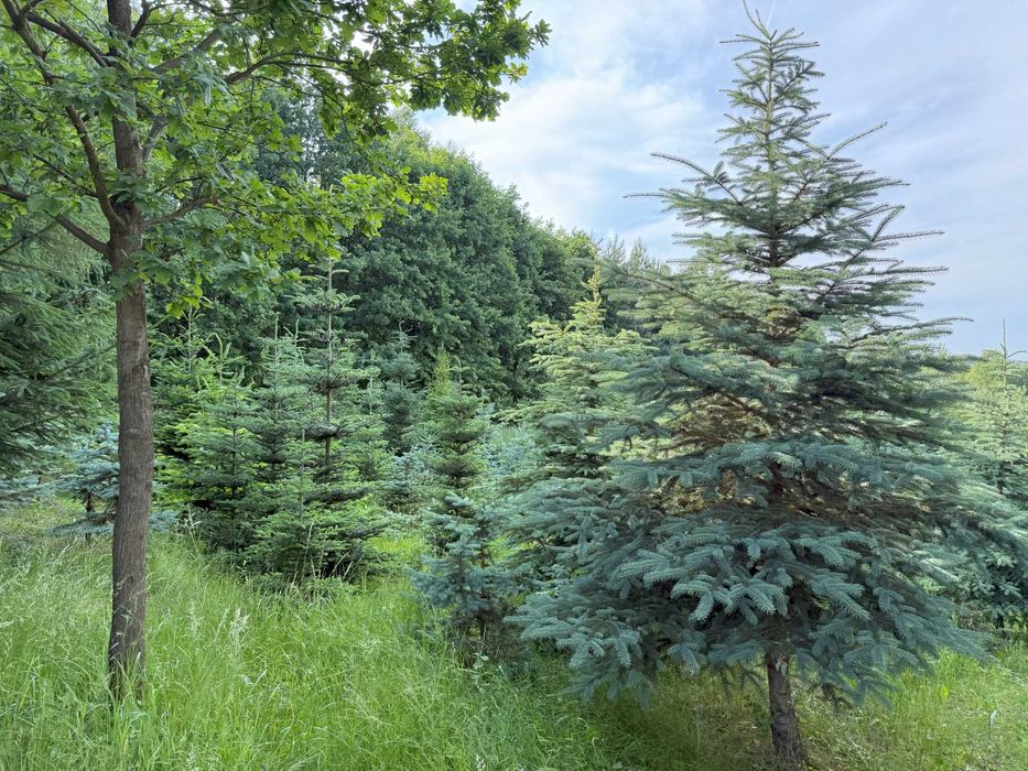 Jodła koreańska, świerk srebrny