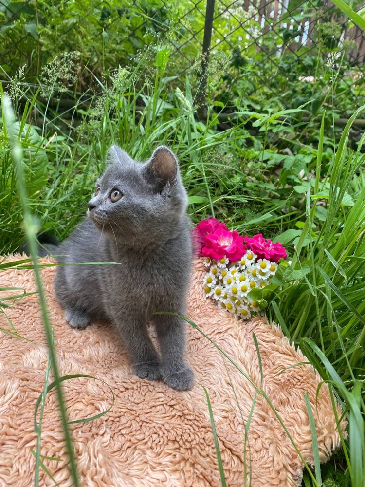 Кошенята британці