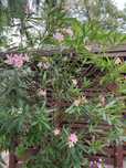 Duży różowy oleander 220 cm.