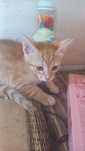 Gatinhos para adopção