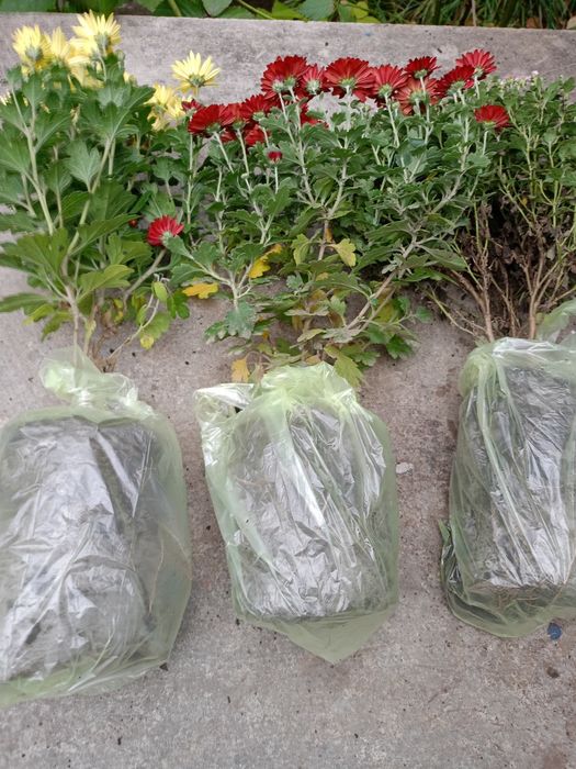 Хризантема Мультифлора