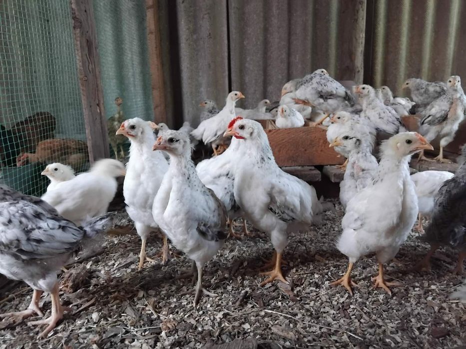 Продам курчата порода