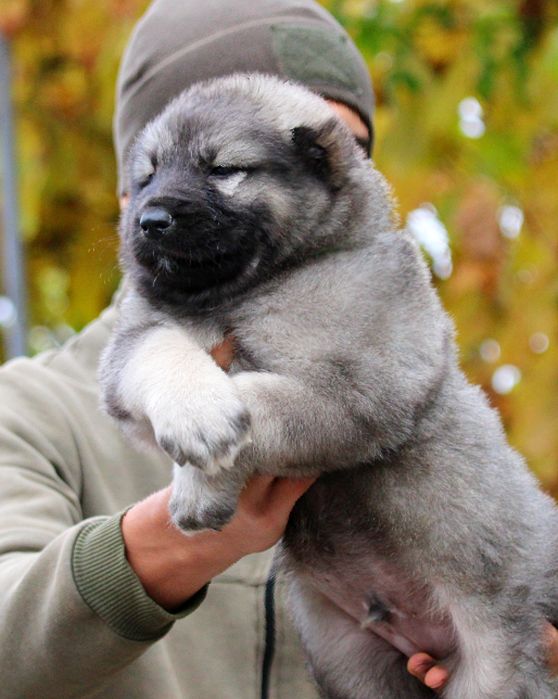 Хлопчики  чабанської  собаки  Кавказу.