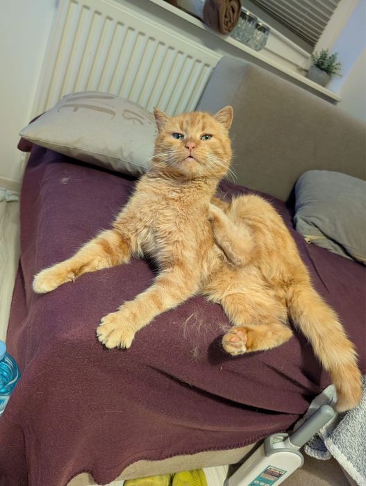 Kot Rudi nie chce wracac na dwor!