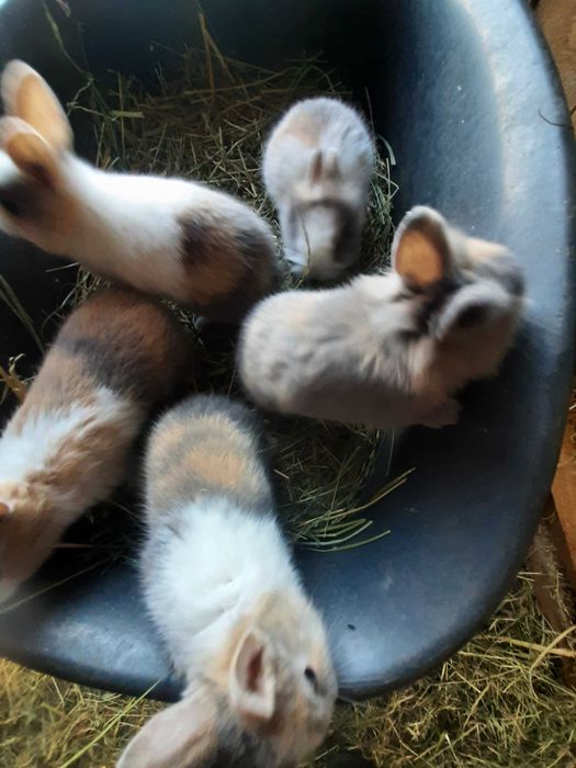 Kroliki karzelki miniaturki