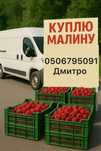 Вишня, малина, смородина, порічка - купляємо, ціна висока, приїдимо