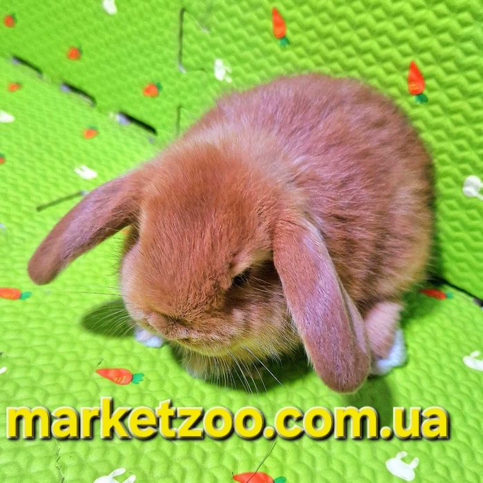 Чарівна кроленя породи Mini Lop шукає люблячий дім!карликовые кролики