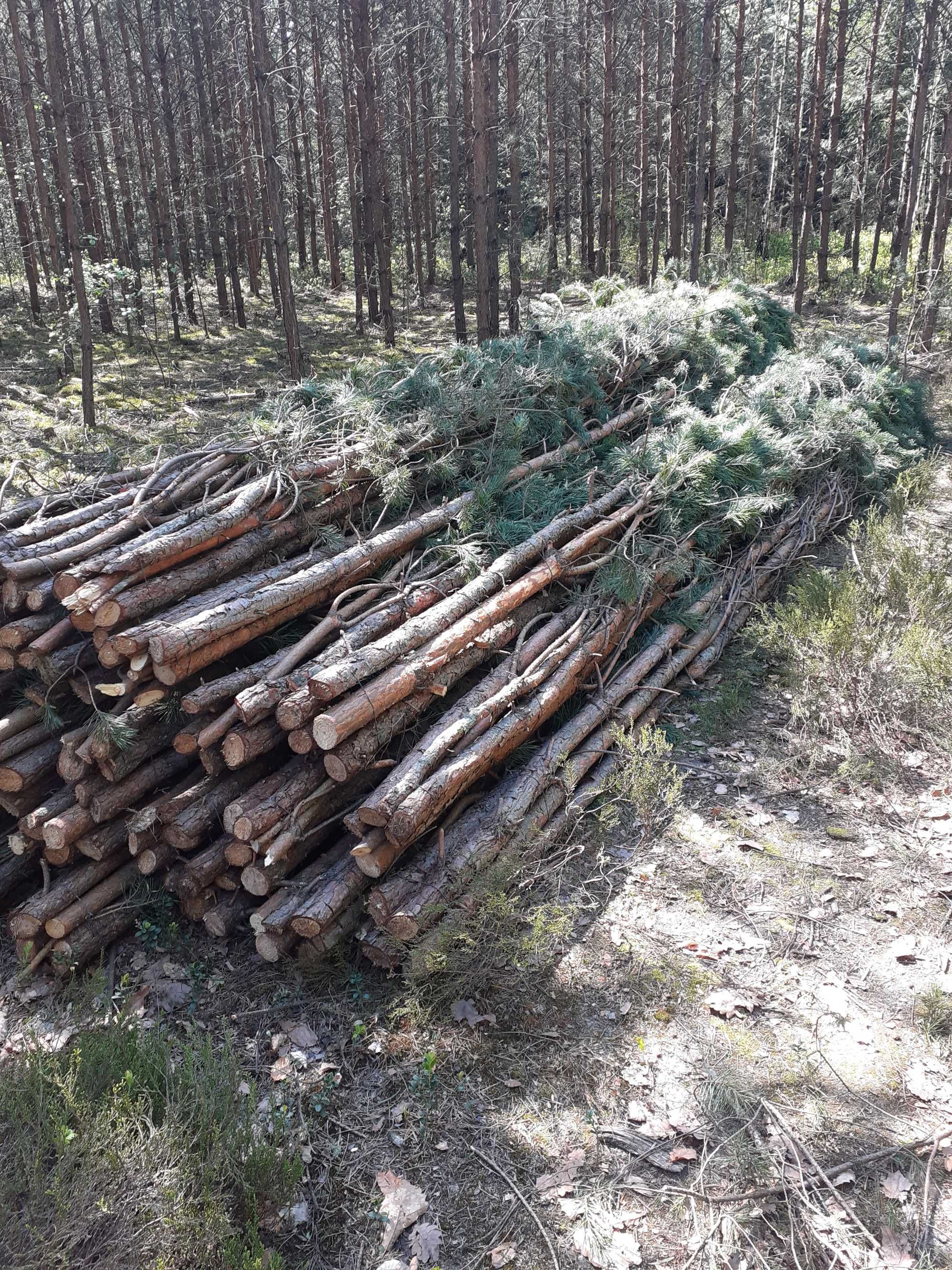 Kołki melioracyjne, paliki