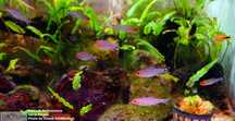 Zwinnik czerwonousty Rodostomus 3,5 cm