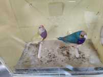 Diamantes gould venda