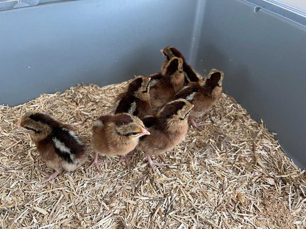(Galo Bankiva Vermelho), sub-espécie Gallus Gallus Gallus