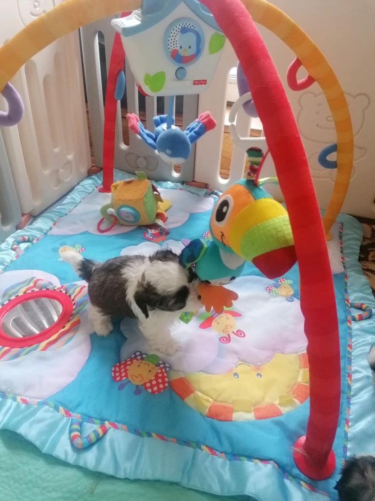 Maleńka suczka shih_tzu