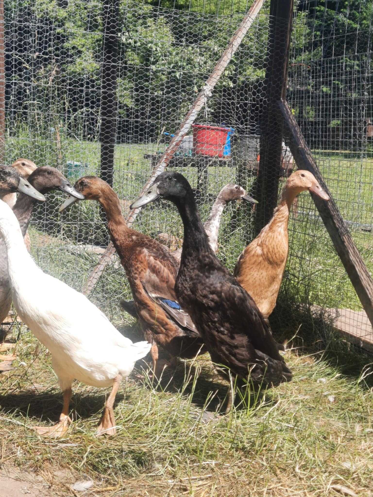 Kaczory biegusa , biegusy, dorosłe. Kaczki biegusy - piękne samce.