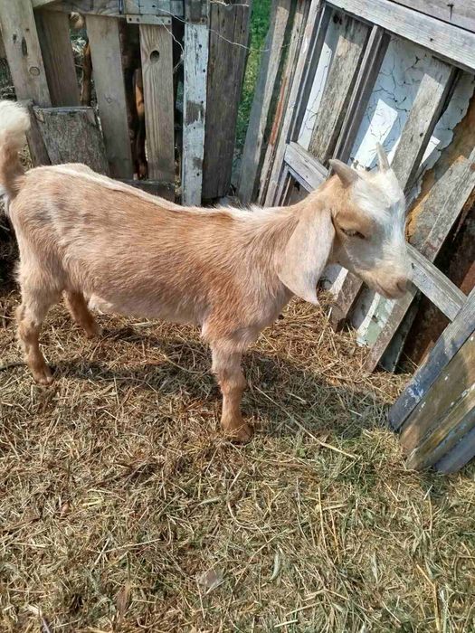 Молоденька козачка