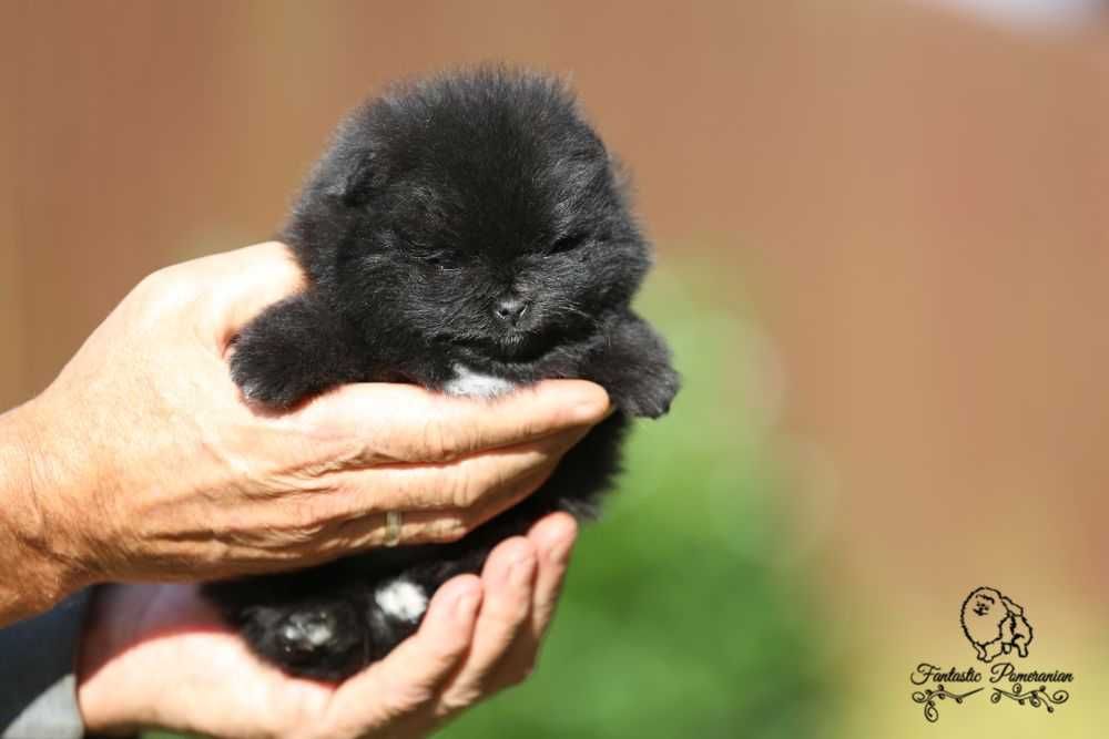 Szpic miniatyrowy pomeranian