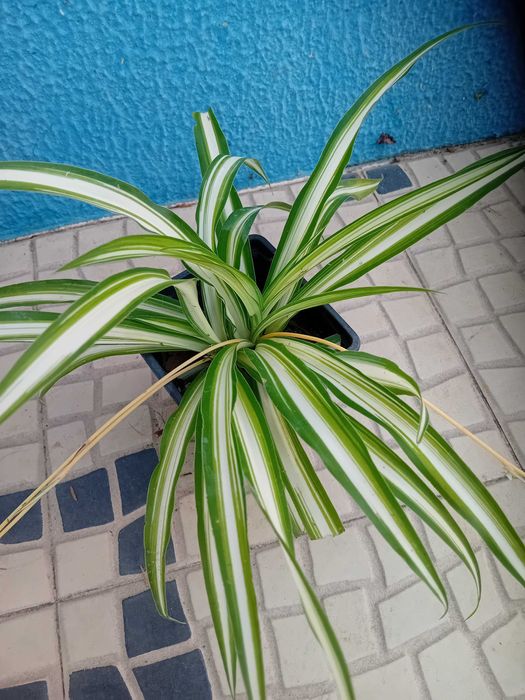 Planta aranha Chlorophytum Comosum