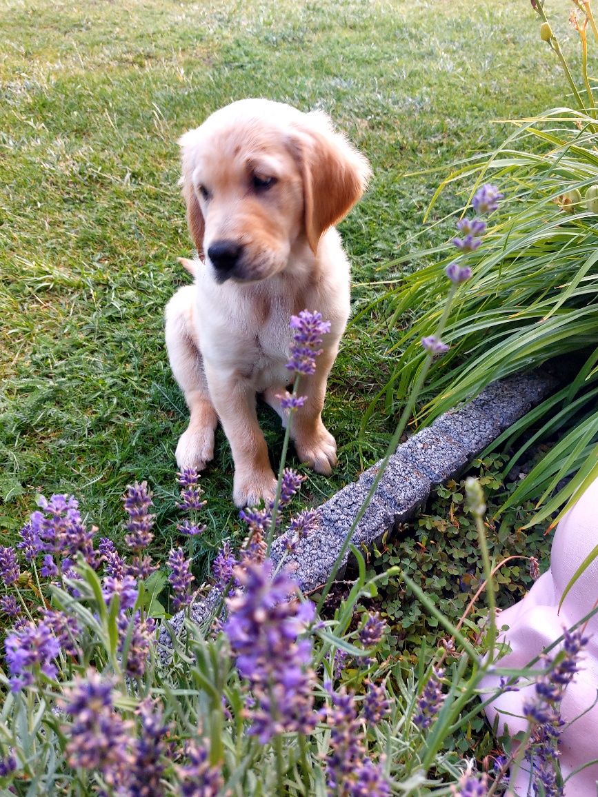 Golden Retriever szczeniak