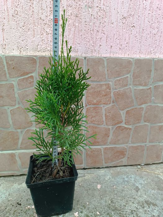 Туя Смарагд (Smaragd) в контейнере 1.5 литра