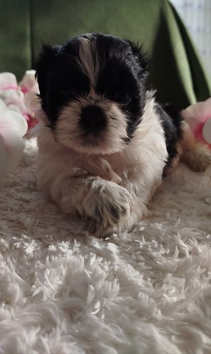Śliczna suczka Shih Tzu gotowa do zmiany domku