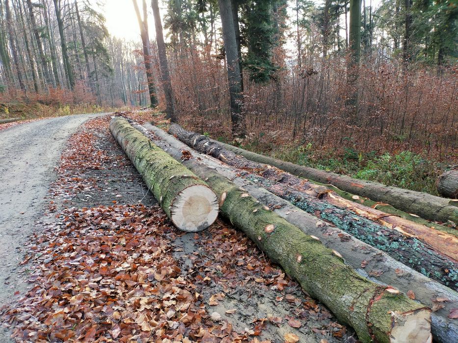 Drzewo tartaczne dłużyca jodła dąb