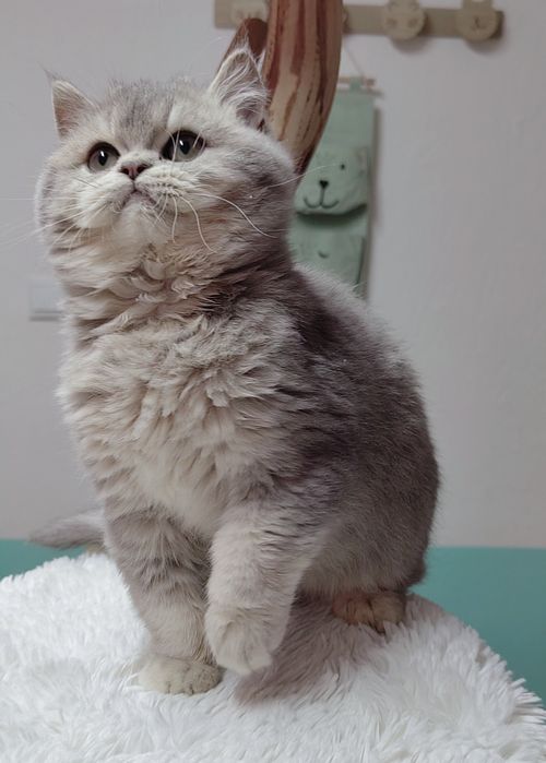 Menino scottish straight