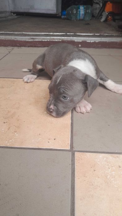 Цуцики підбуля 1,5 місяців