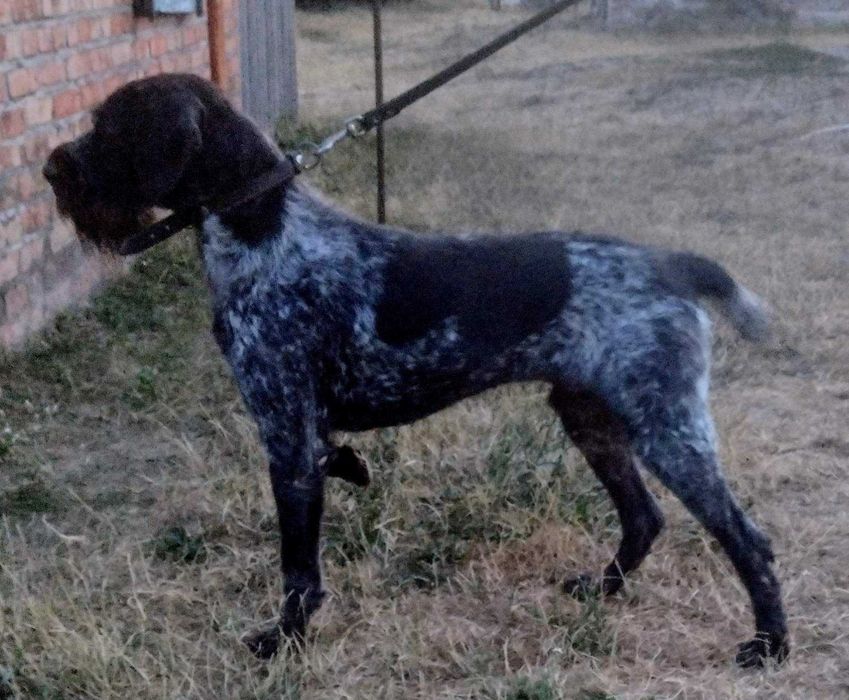 Елітний Дракхар для в'язки