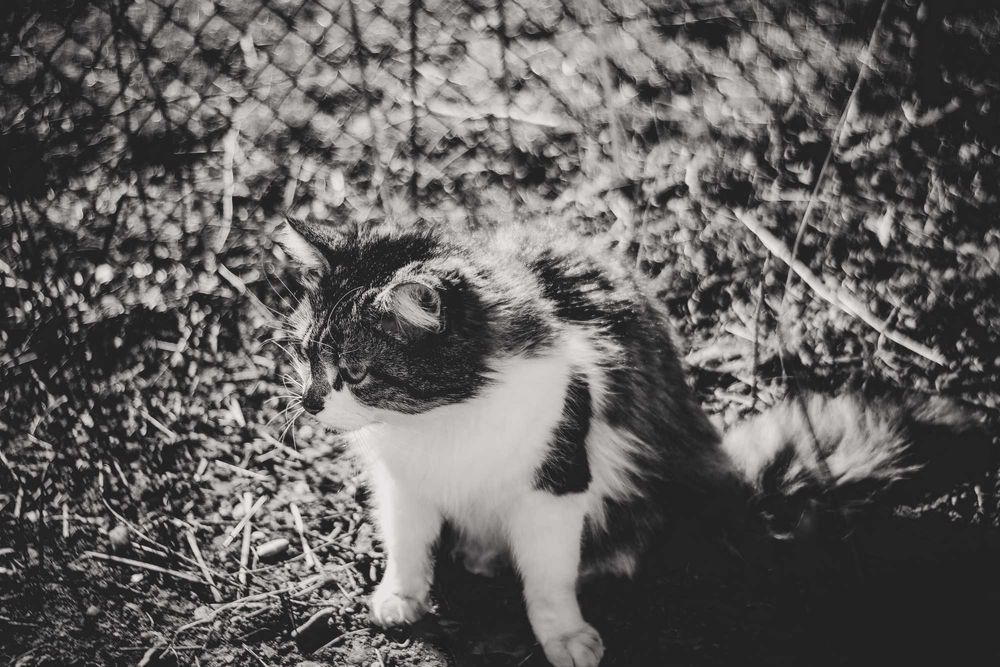 Soligor 35mm 2.8 sony Topcor canon fd m42 leica meike