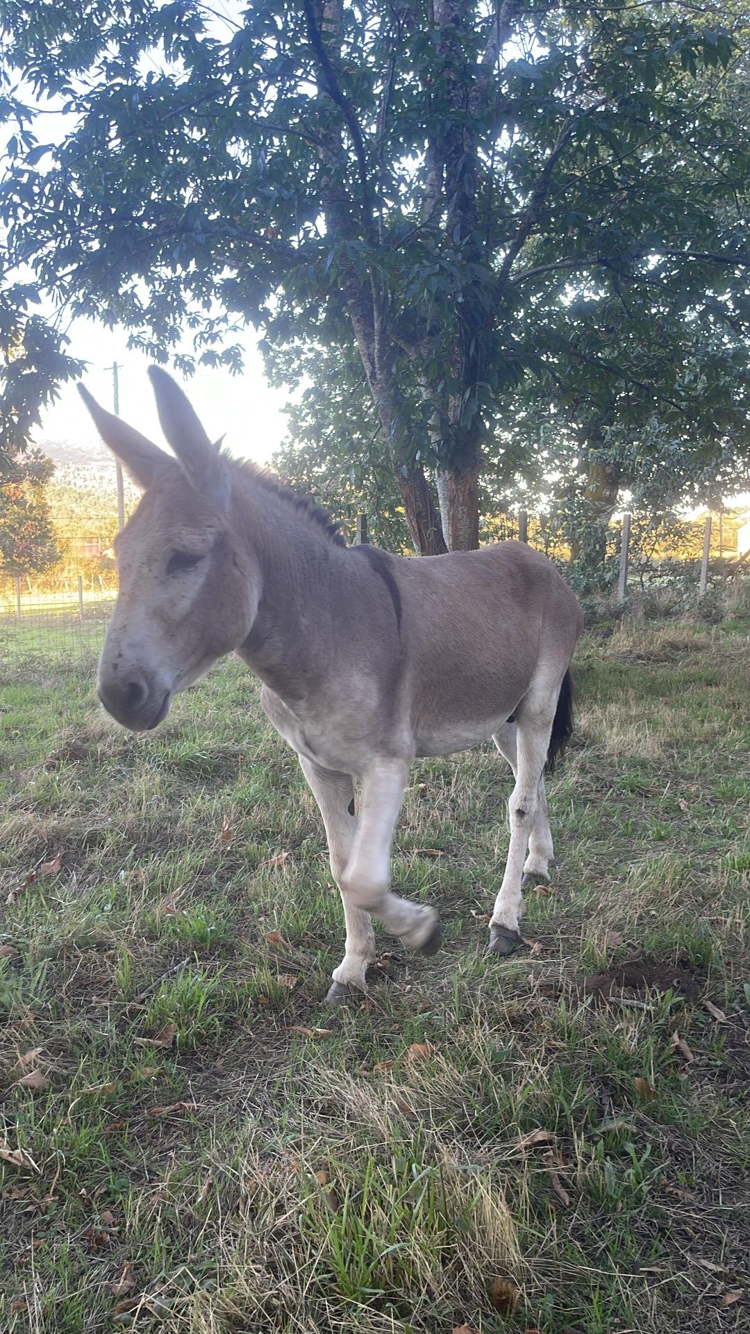 Burro 5 Anos Manso