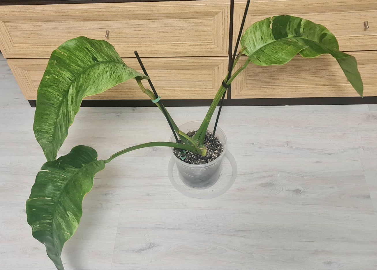 Epipremnum Giganteum marble var,5liści