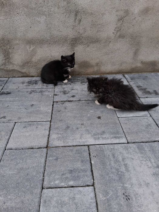 Oddam 4 młode koty w dobre ręce