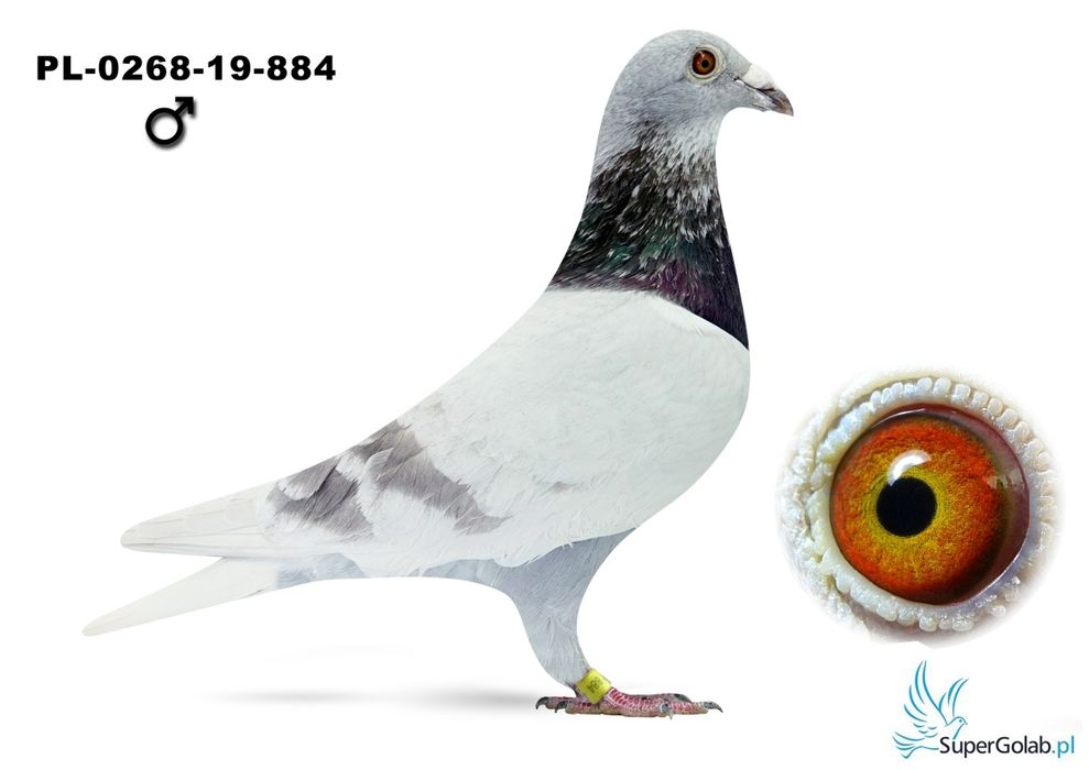 Gołębie pocztowe.Org.Kostorz Żółkiewicz