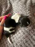 Piękny Laciaty piesek shih tzu