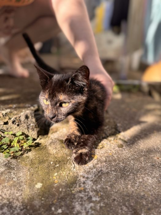 Gata com 3 meses GRATIS