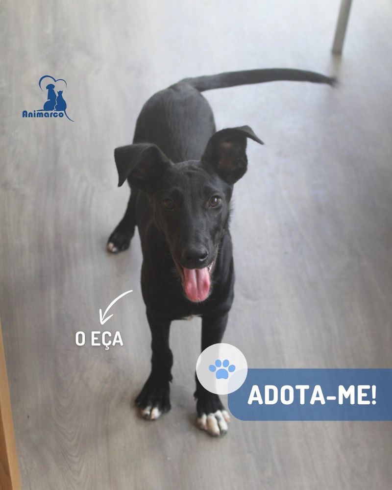 Eça cachorro para adoção ficará medio